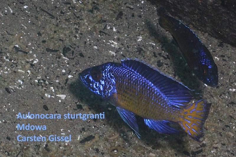 Aulonocara stuartgranti 'Mdowa'